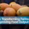 Yemen: New Methods Are Transforming Farms and Improving Food Output