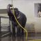 Watch this elephant turn a hose into a sophisticated showering tool