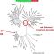 Topological Scaling Laws and the Mathematics of Evolution