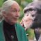 Why Chimpanzees?  Dr. Jane Goodall Story