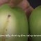 Technical tips: maintain quality and reduce food losses in mango value chains – Pest Disinfestation