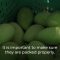 Technical tips to maintain quality and reduce food losses in mango value chains – Sorting & packing