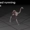 Bird study shows that grounded running styles conserve energy