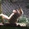 Surprising Gibbon Dances Caught on Camera