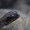 A water anole demonstrates its breathing behavior