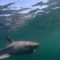 Large sharks may be hunting each other – and scientists know because of a swallowed tracking tag