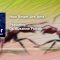 Are Ants Smart? | Pulsar Science Podcast