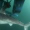 Large sharks may be hunting each other – and scientists know because of a swallowed tracking tag