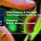 Can You Touch A Venus Fly Trap? | Pulsar Science Podcast