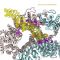 FANCD2-FANCI complex clamping to DNA in order to repair it