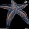 Starfish skeleton inspires new 4D morphing structure