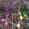 Charting super-colorful brain wiring using an AI’s super-human eye