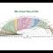 Dan Dennett: The Evolution of Understanding on Several Levels