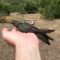 Ornithologists discover world’s largest hummingbird is actually two species