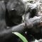 New study shows mother chimps play with their offspring through good times and bad