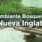 El Cambiante Bosque de Nueva Inglaterra