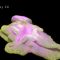 New strategies generate more accurate pediatric brain organoids
