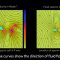 Model suggests that mammalian sperm cells have two modes of swimming