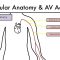 Hemodialysis Access 101 02 – Vascular Anatomy & AV Access