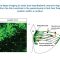 Multiple review articles highlight the role of the hypothalamus in human existence