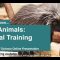 Live Animals: Animal Training