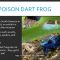 Live Animals: The Color Blue in Nature (1/15/2021)