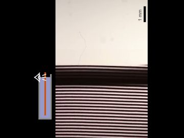 1733984252_maxresdefault.jpg