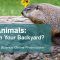 Live Animals: What’s in Your Backyard? (11/13/2020)