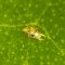 Spider mite males undress maturing females to win the first mating