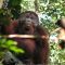 Orangutans can make two sounds at the same time, similar to human beatboxing, study finds