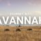 Into the Savannah – Journey through an endangered ecosystem (Kiswahili)