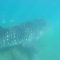 Whale shark observed bottom-feeding for first time