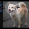 New AI imaging tool allows for interactive 3D manipulations of 2D pictures
