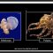 Pregúntale a un científicx: animales marinos (8/13/2020)
