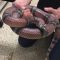 Sparks of Science! Snake Bath Time