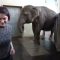 An elephant’s self-taught banana peeling offers glimpse of elephants’ broader abilities