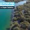 Mangroves: a Super Solution