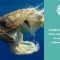 Global Climate Action on Oceans at COP22
