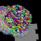 Scientists complete first map of an insect brain