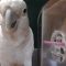 Cockatoos know to bring along multiple tools when they fish for cashews