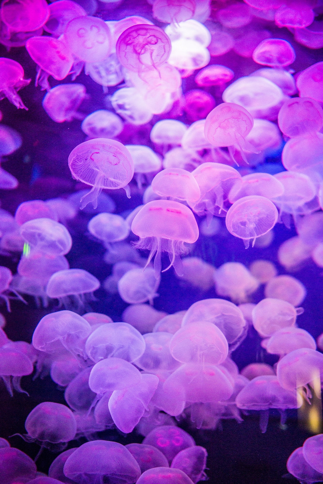 pink jellyfish in san francisco aquarium california usa