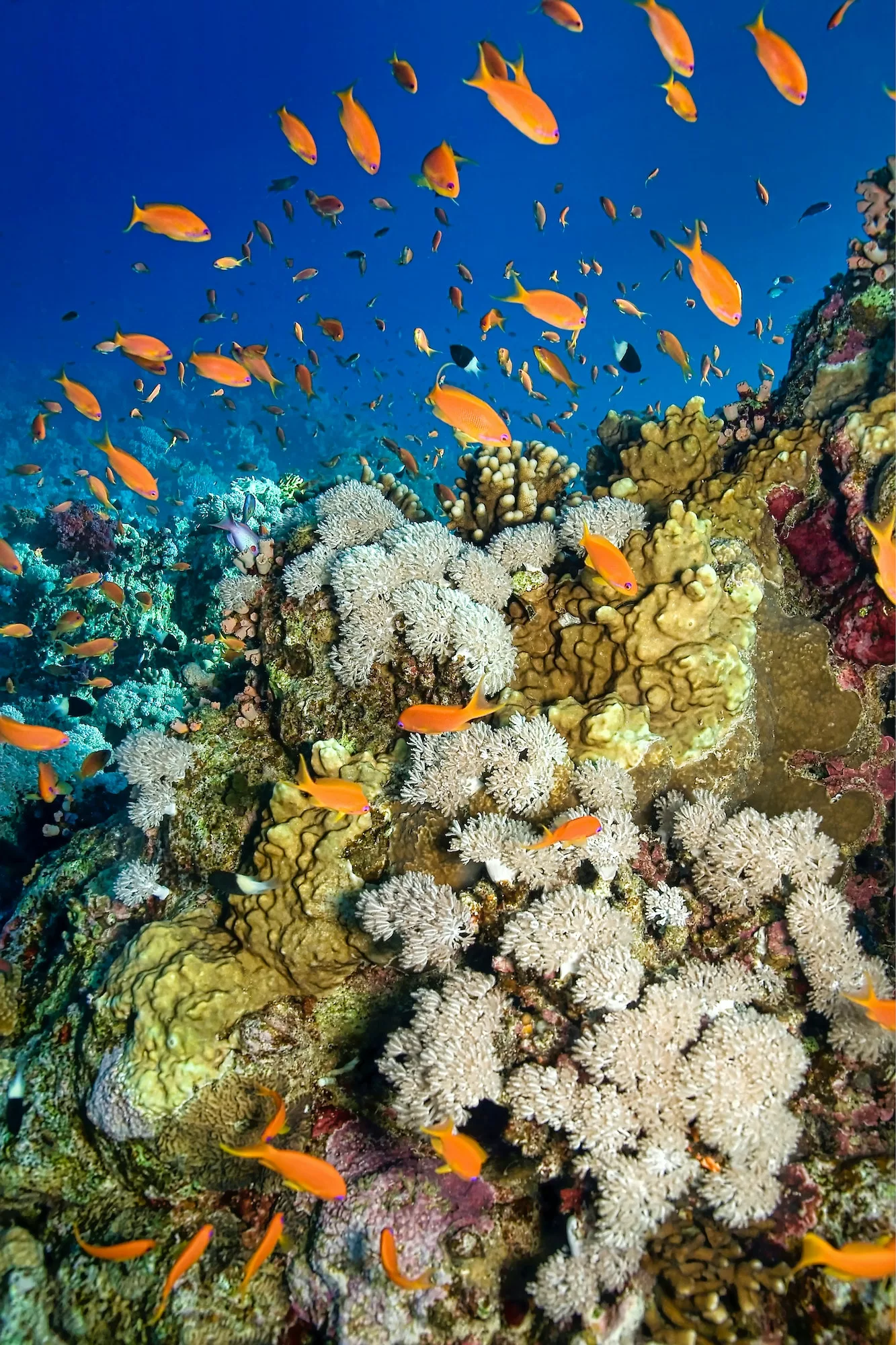 Shaping science with and for society, dealing with the risk challenges of our planet.